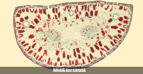 Midikloriánok